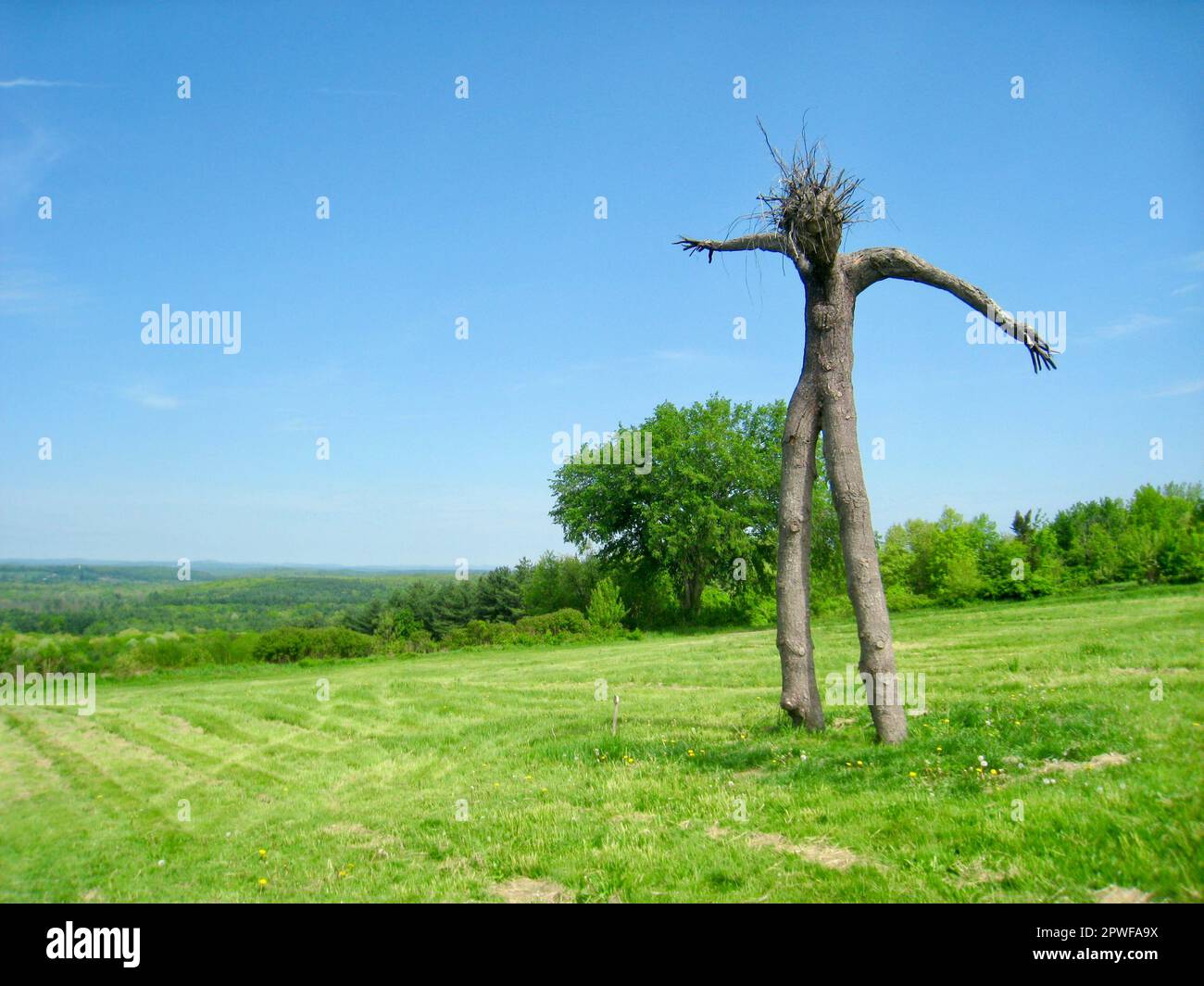 Tree Limb Sculpture, Fruitlands, Harvard, Massachusetts, USA Stock Photo