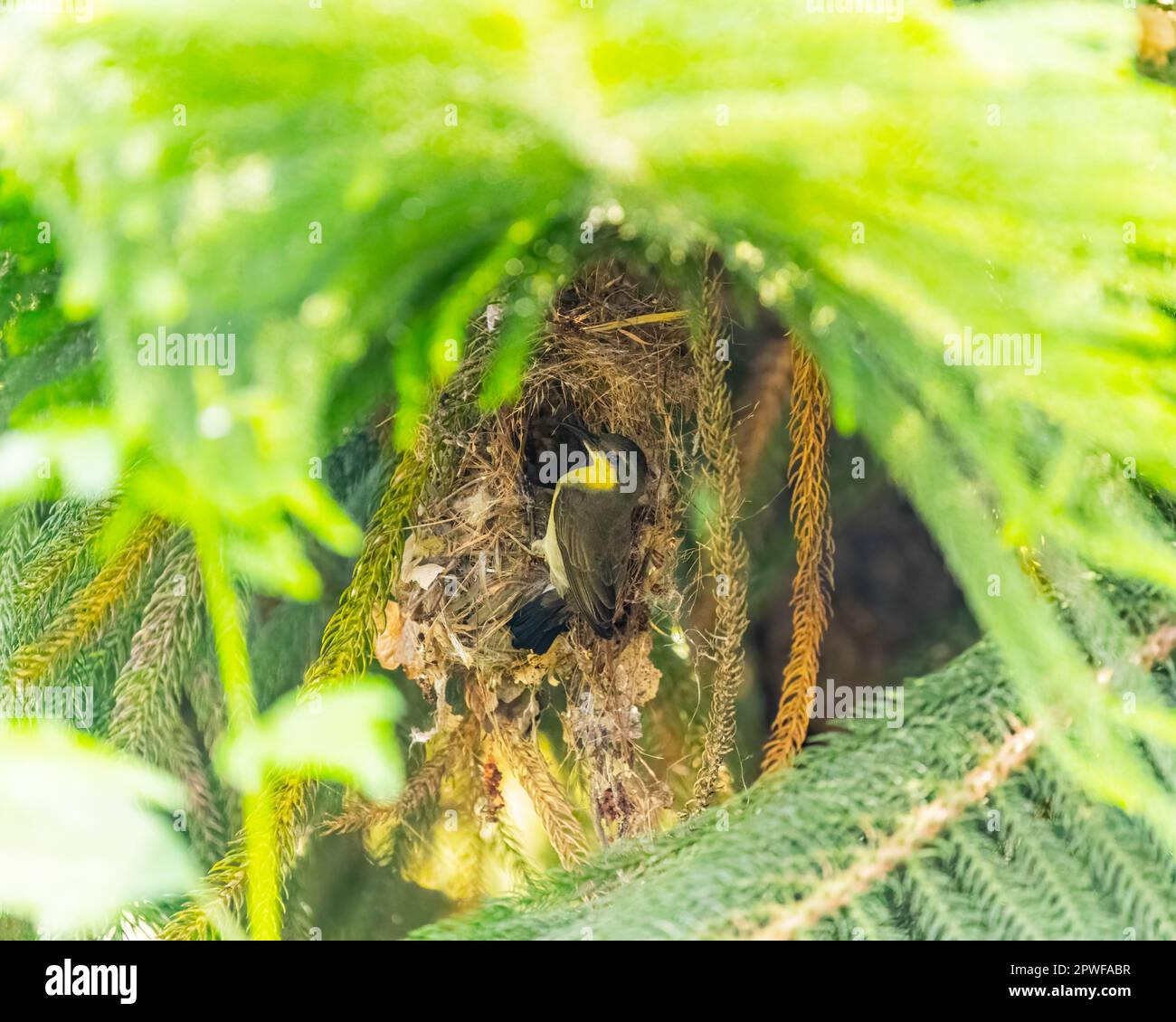 A Female Sun Bird on its nest Stock Photo Alamy