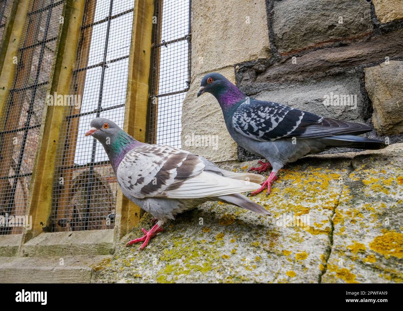 Feral pigeons Columba livia domestica on a window ledge of a disused church in Bristol UK Stock Photo