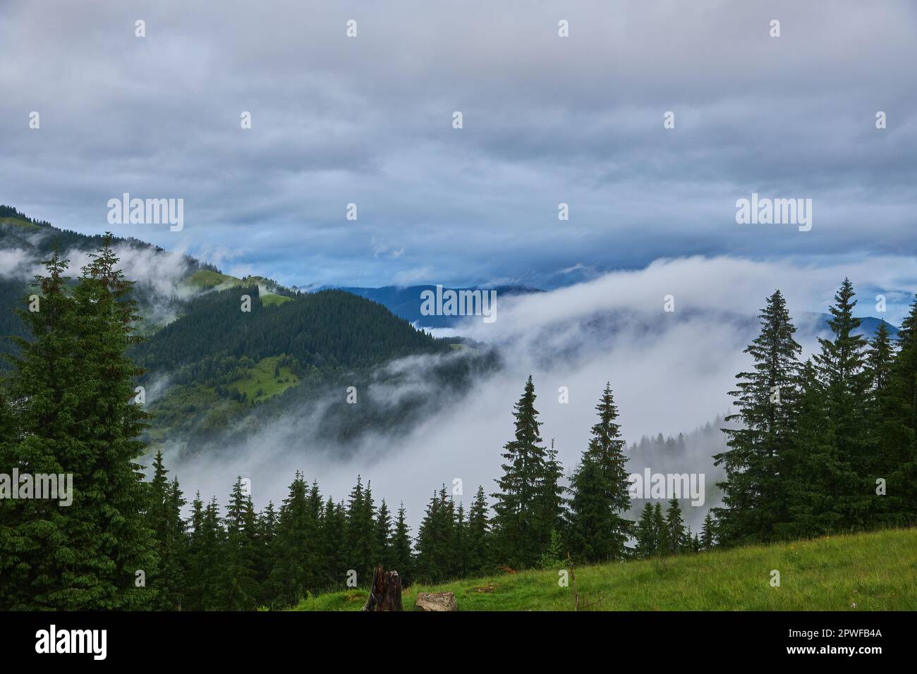 Landscape with fog in mountains and rows of trees Stock Photo - Alamy