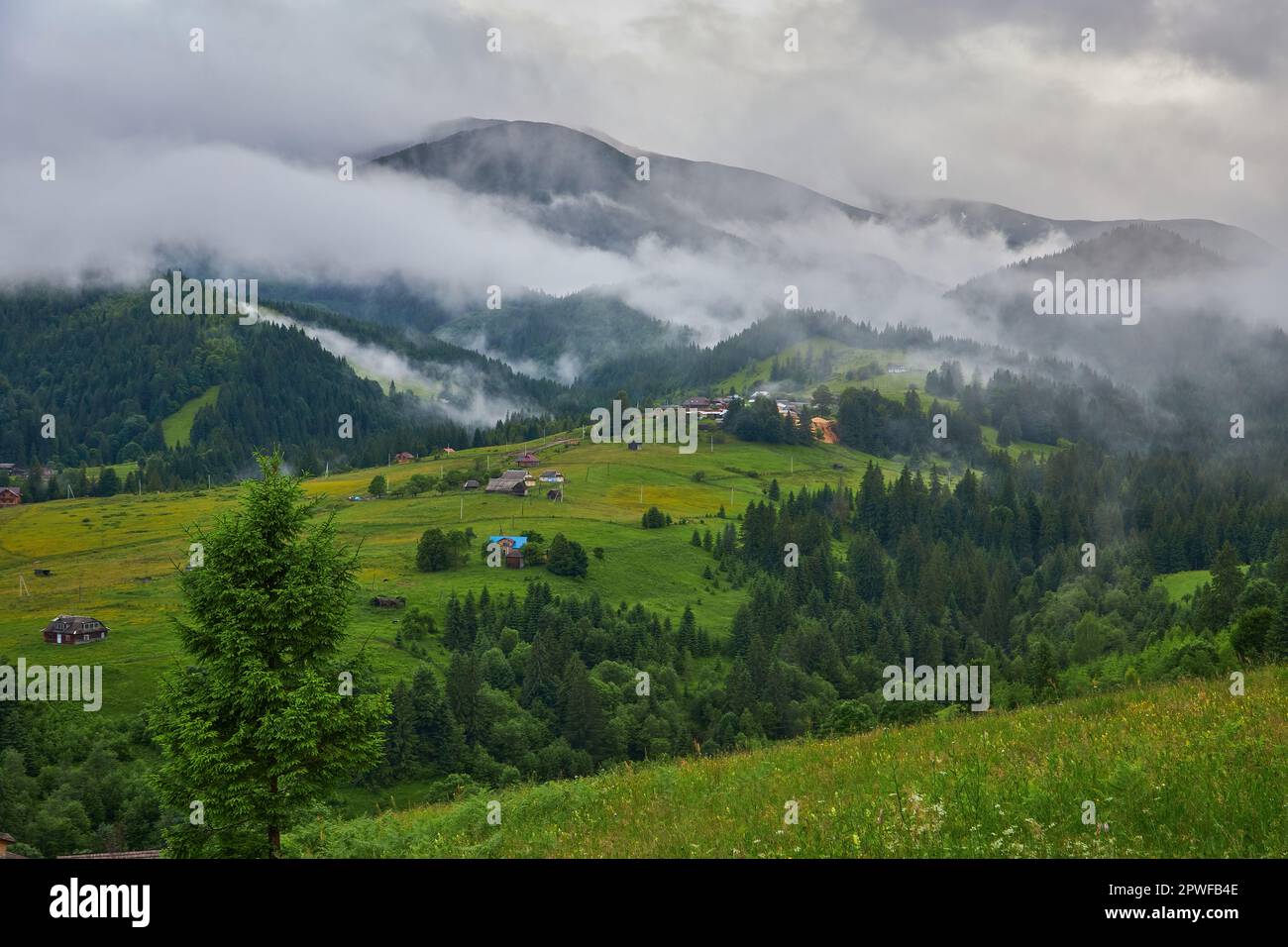 Landscape with fog in mountains and rows of trees Stock Photo - Alamy