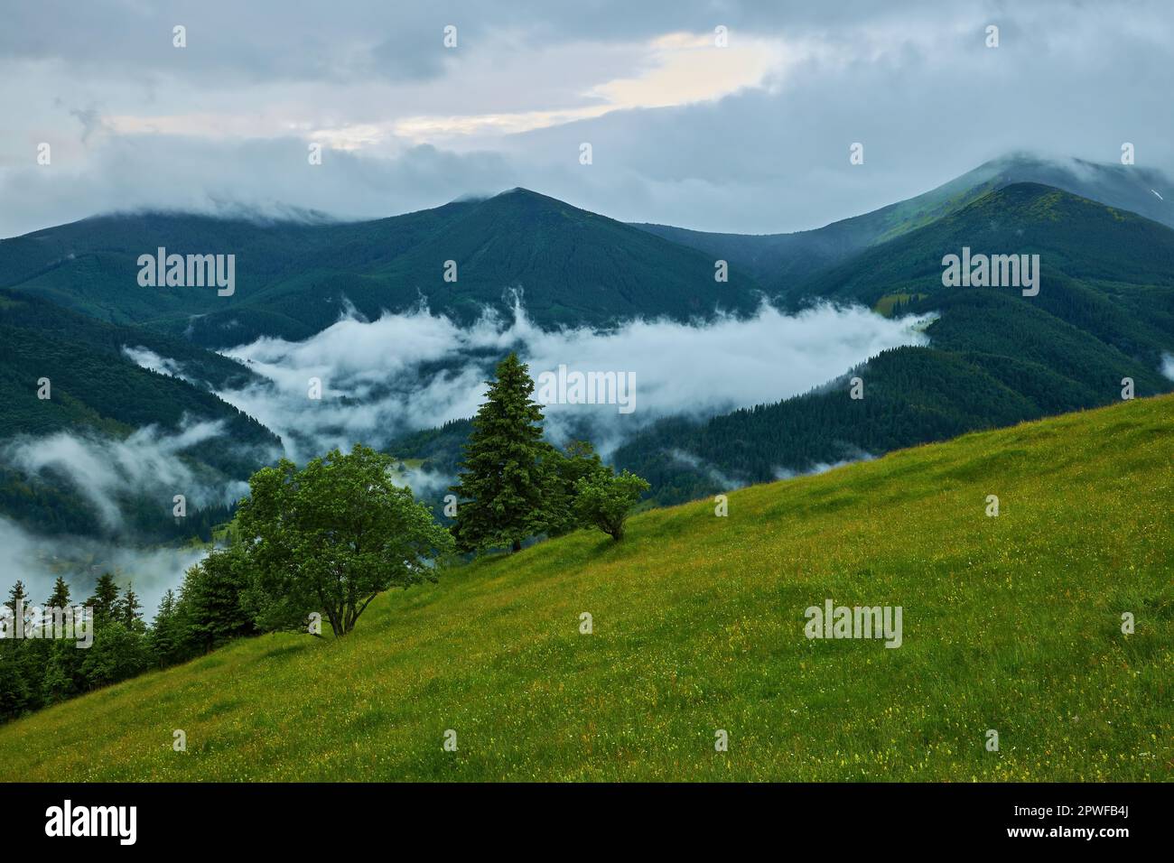 Landscape with fog in mountains and rows of trees Stock Photo - Alamy