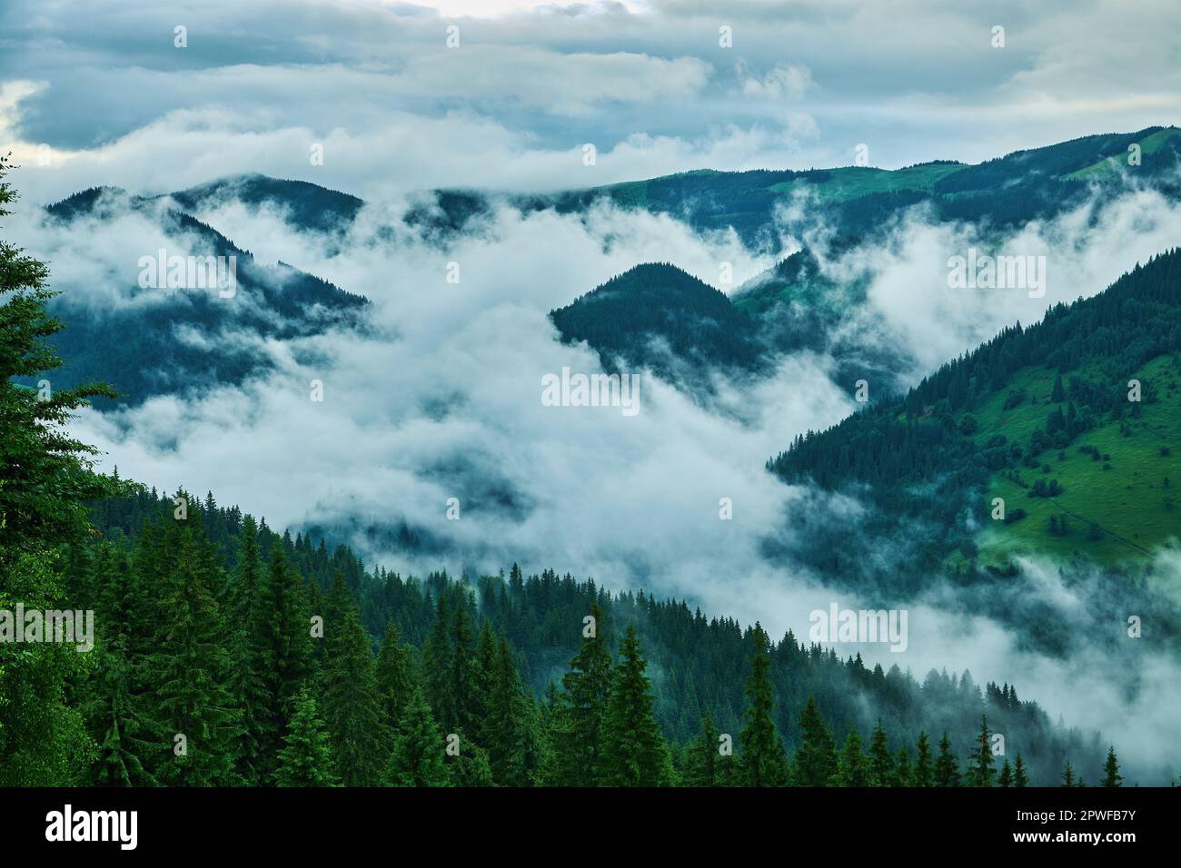 Landscape with fog in mountains and rows of trees Stock Photo - Alamy