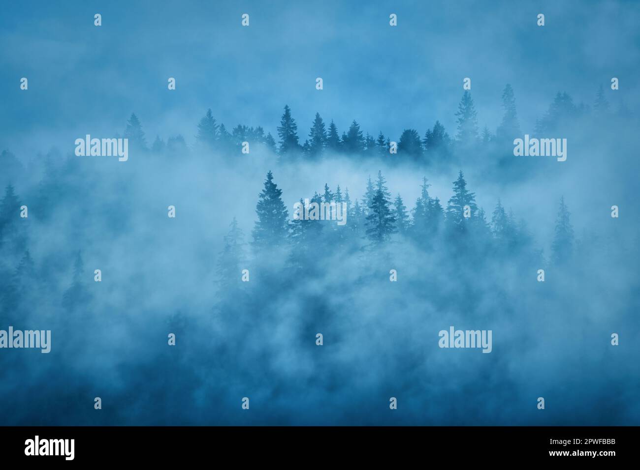 Landscape with fog in mountains and rows of trees Stock Photo - Alamy