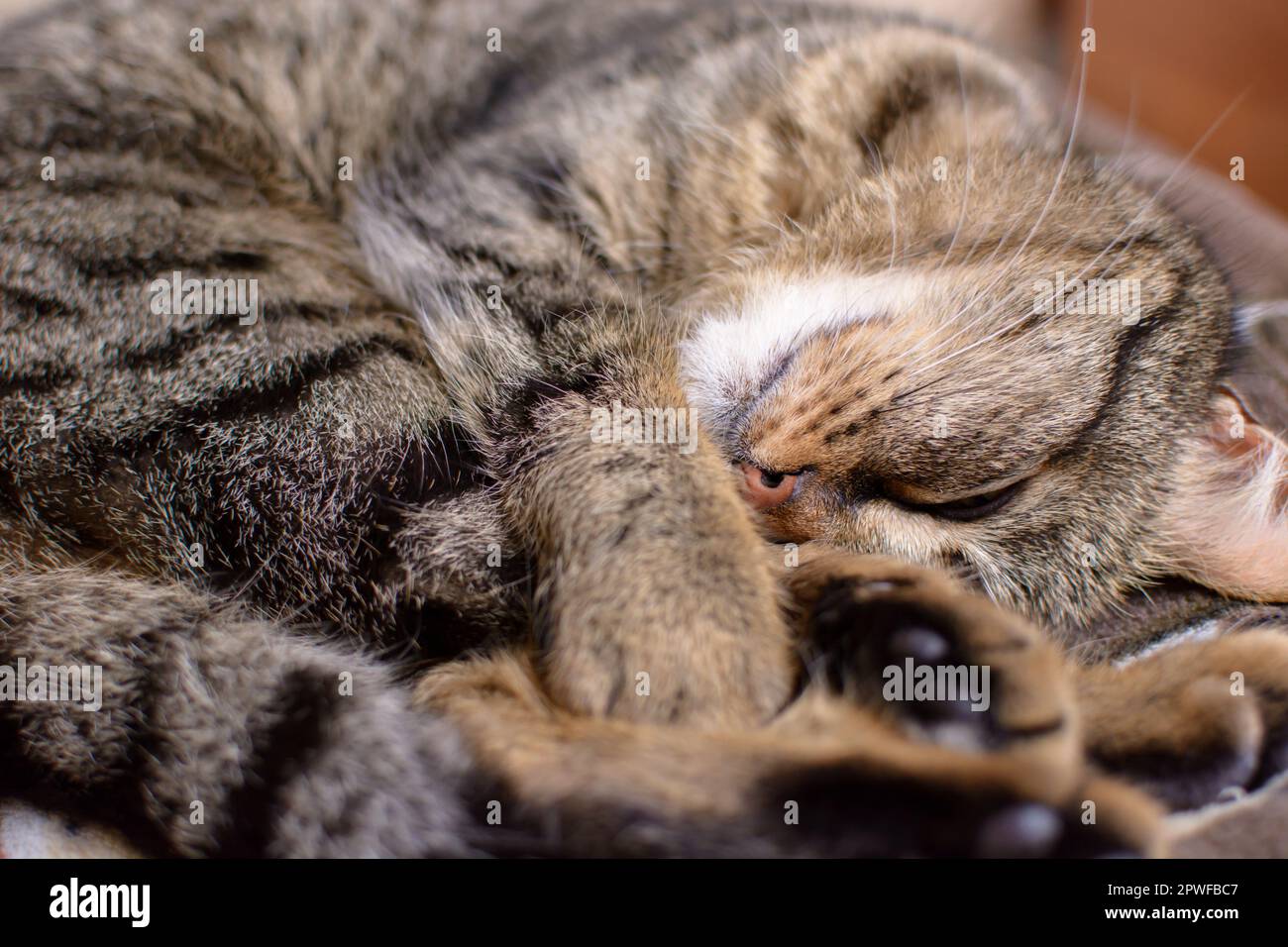 Young tabby cat sleeping curled up in a ball Stock Photo Alamy