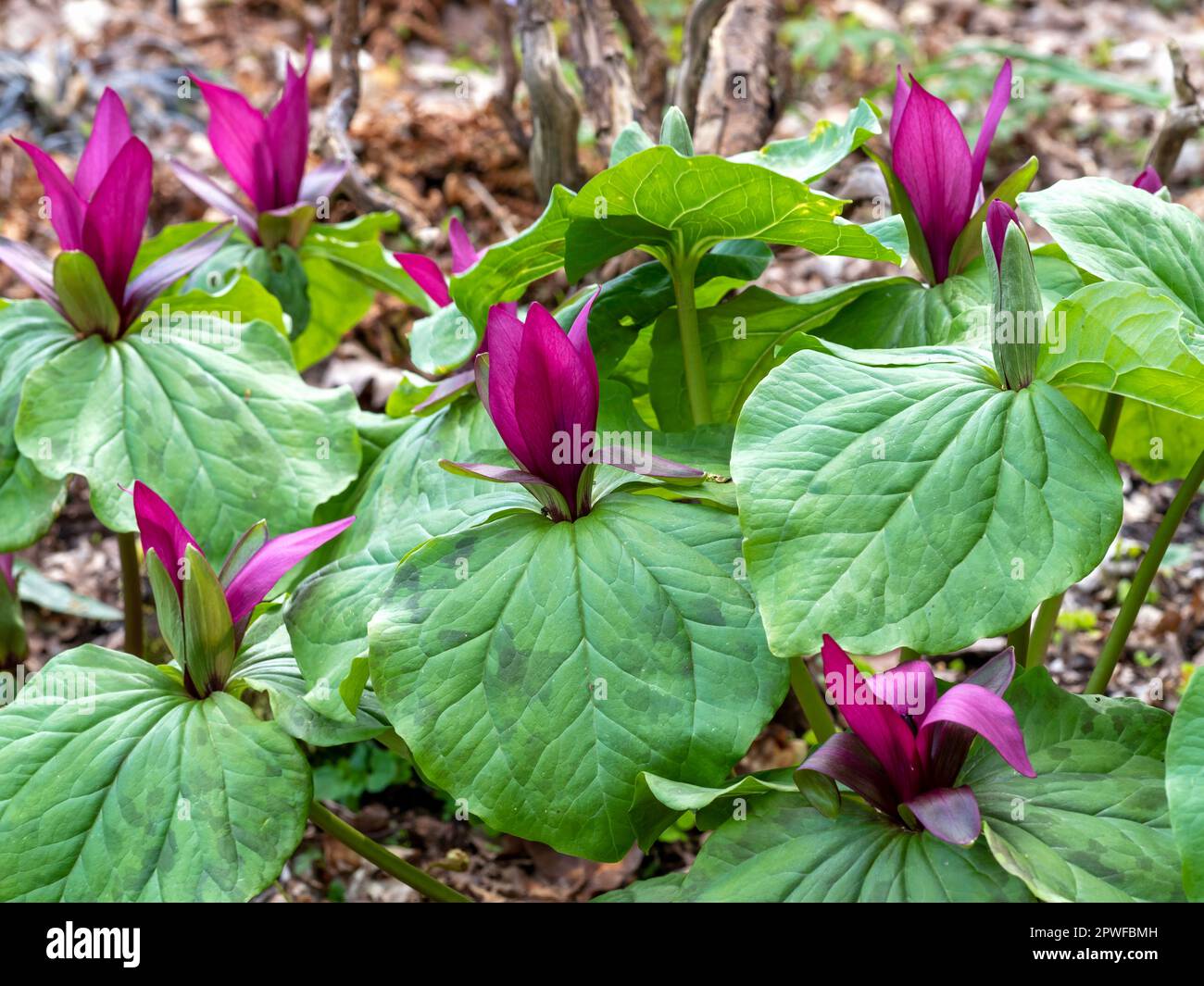 Pink flowers and green leaves of giant trillium Stock Photo