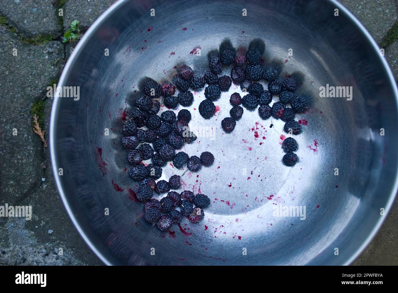 Blackberries in a bowl. Stock Photo