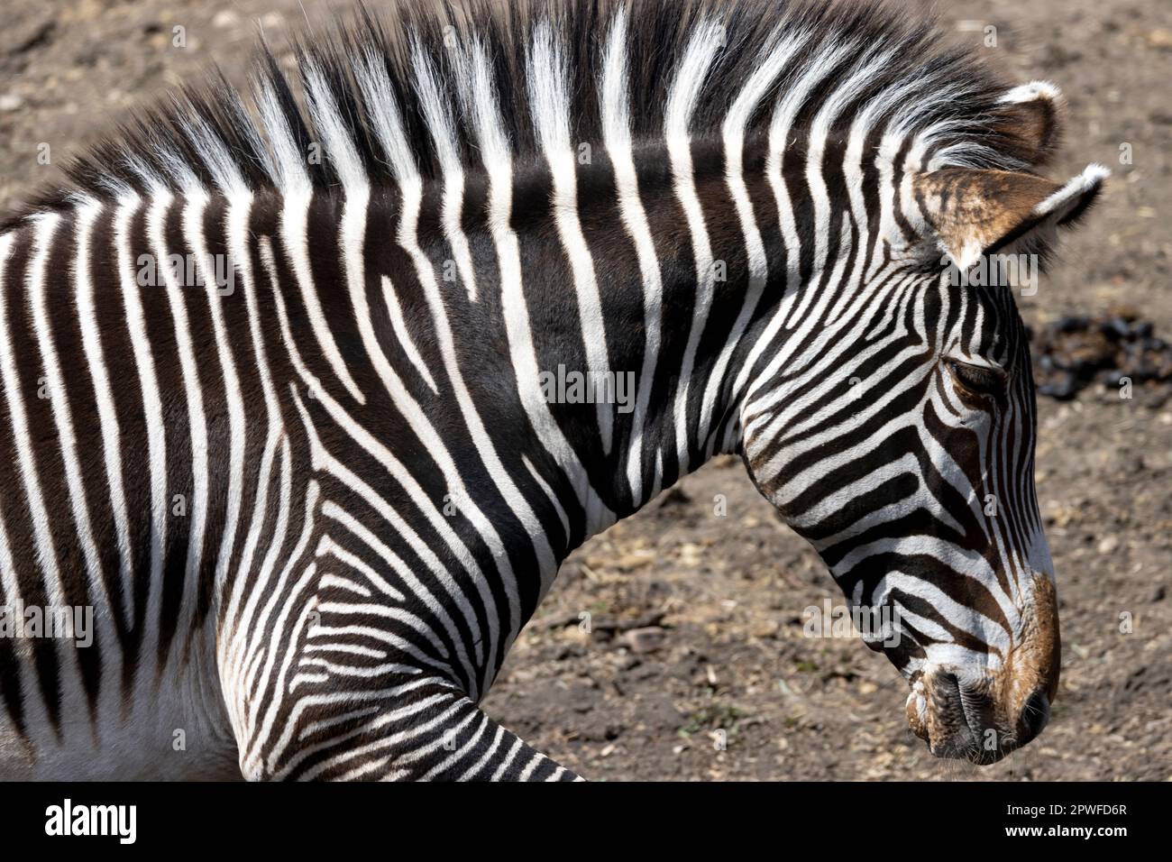close up side profile of zebra Stock Photo Alamy