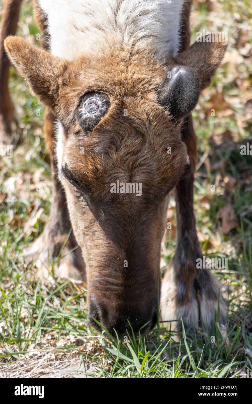 reindeer with mismatched antlers, one freshly fallen and one starting to grow back Stock Photo