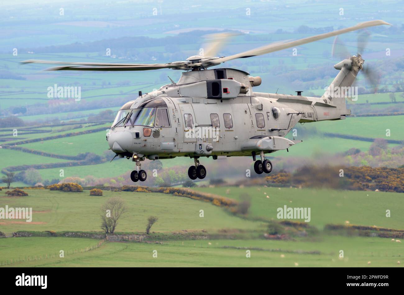 Two Royal Navy Merlin aircraft from 845 Squadron Command Helicopter Force (CHF)  based at RNAS Yeovilton,  deploy to Oakhampton Camp for the duration Stock Photo