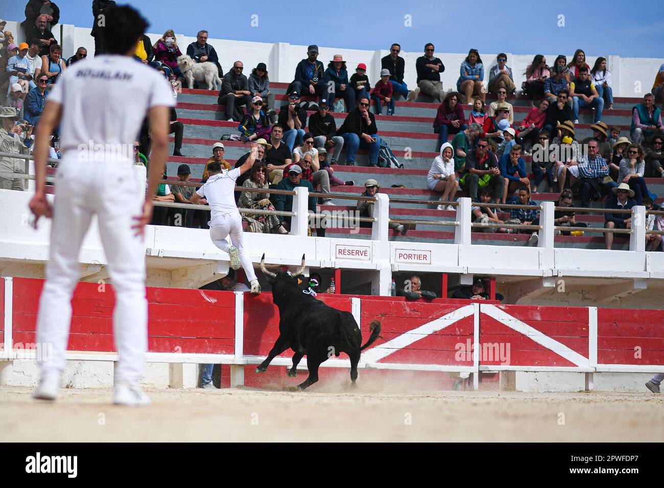 Camargue race (Course camarguaise) in Saintes-Maries-de-la-Mer ...