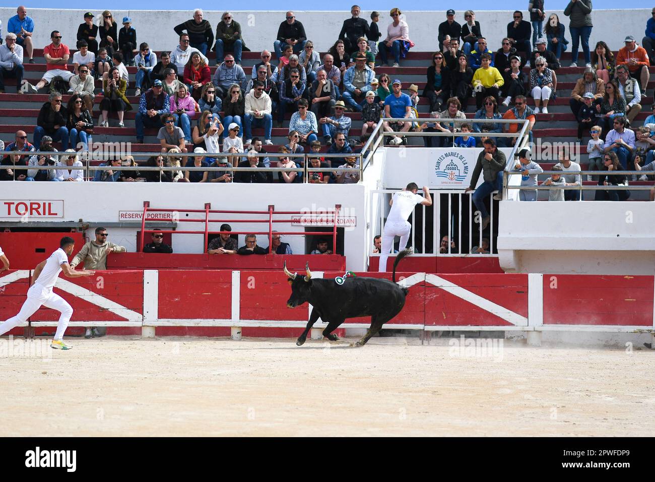 Camargue race (Course camarguaise) in Saintes-Maries-de-la-Mer ...