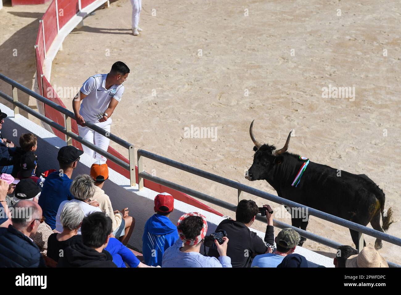 Camargue race (Course camarguaise) in Saintes-Maries-de-la-Mer ...