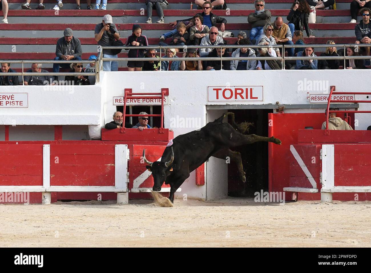 Camargue race (Course camarguaise) in Saintes-Maries-de-la-Mer ...
