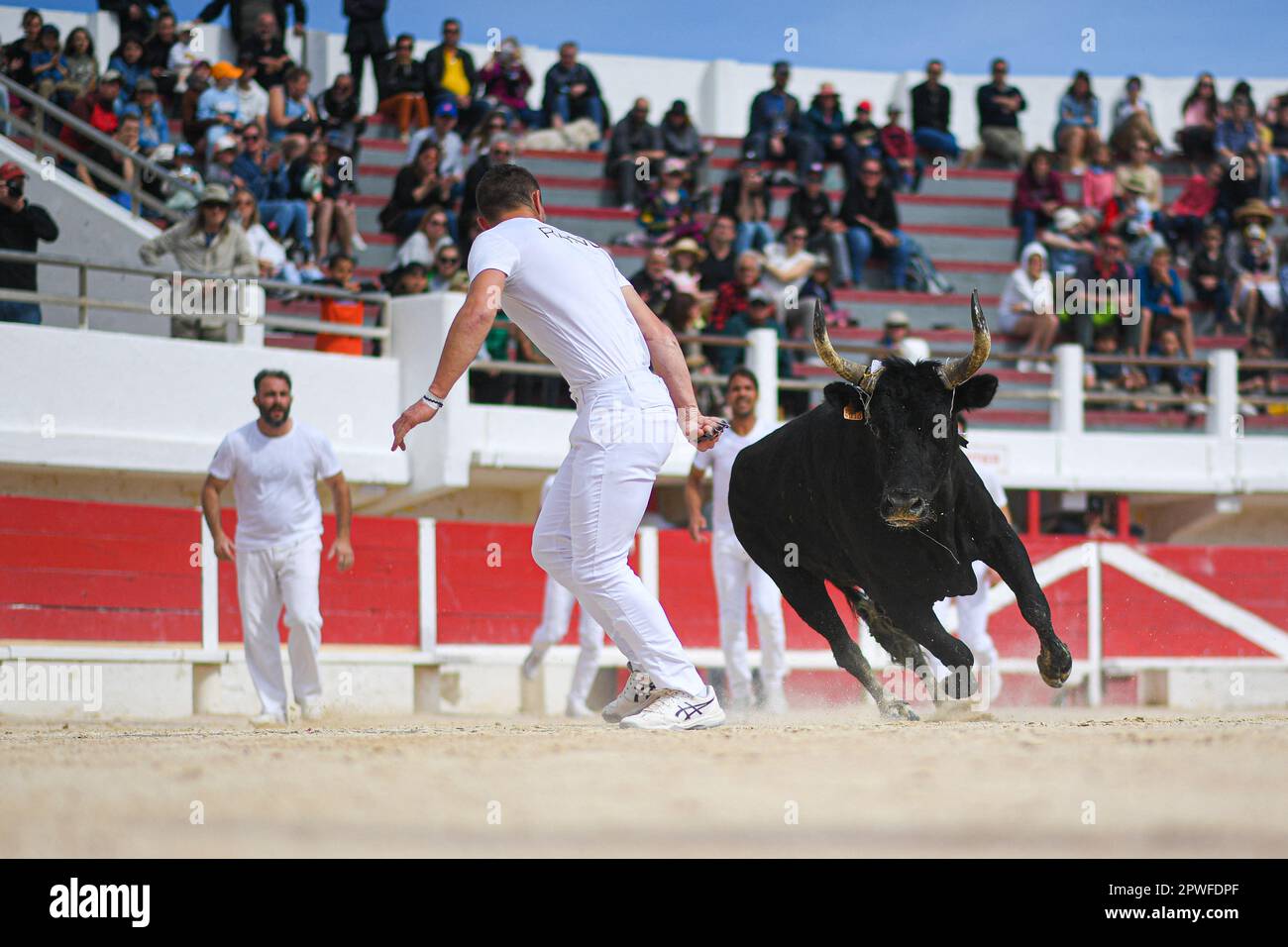 Camargue race (Course camarguaise) in Saintes-Maries-de-la-Mer ...