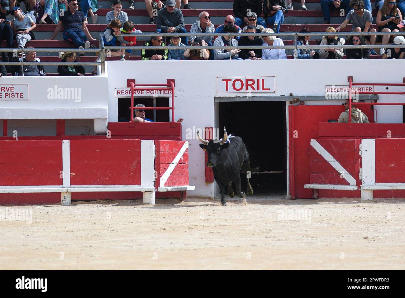 Camargue race (Course camarguaise) in Saintes-Maries-de-la-Mer ...