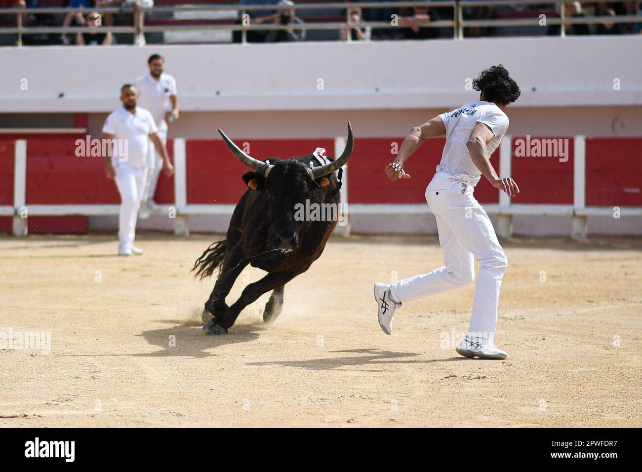 Camargue race (Course camarguaise) in Saintes-Maries-de-la-Mer ...