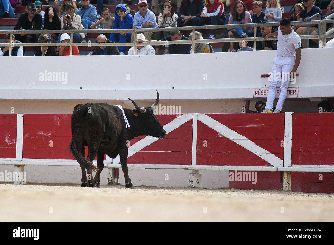 Camargue race (Course camarguaise) in Saintes-Maries-de-la-Mer ...