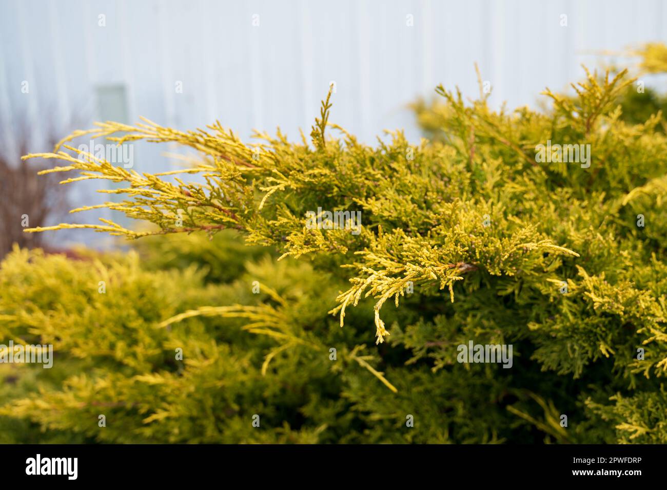 Juniperus in the springtime with new growth and selective focues Stock Photo
