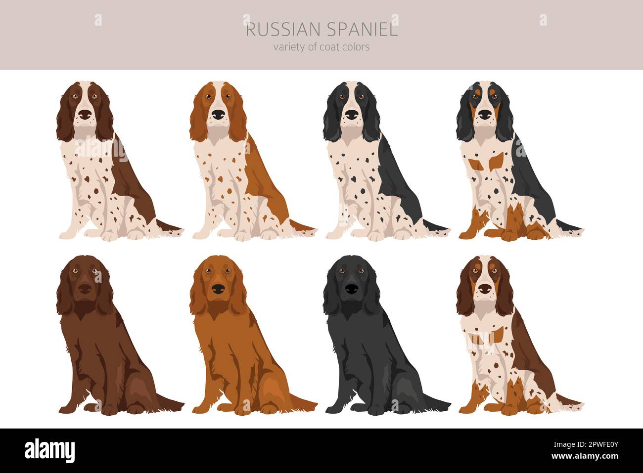 Spaniel Set Russian Spaniel clipart. All coat colors set. All dog breeds ...