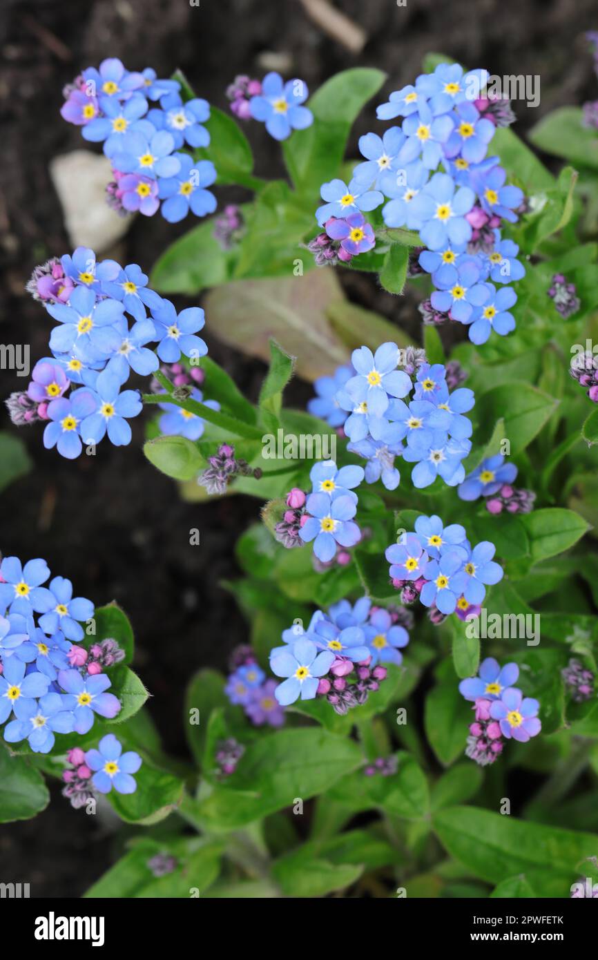 close-up of pretty blue forget-me-not flowers in a garden bed, view from above Stock Photo