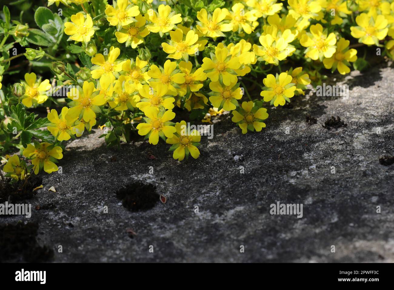 Bright yellow sunlit flowers of a spring cinquefoil stretch into a stony garden path, copy space, view from above Stock Photo