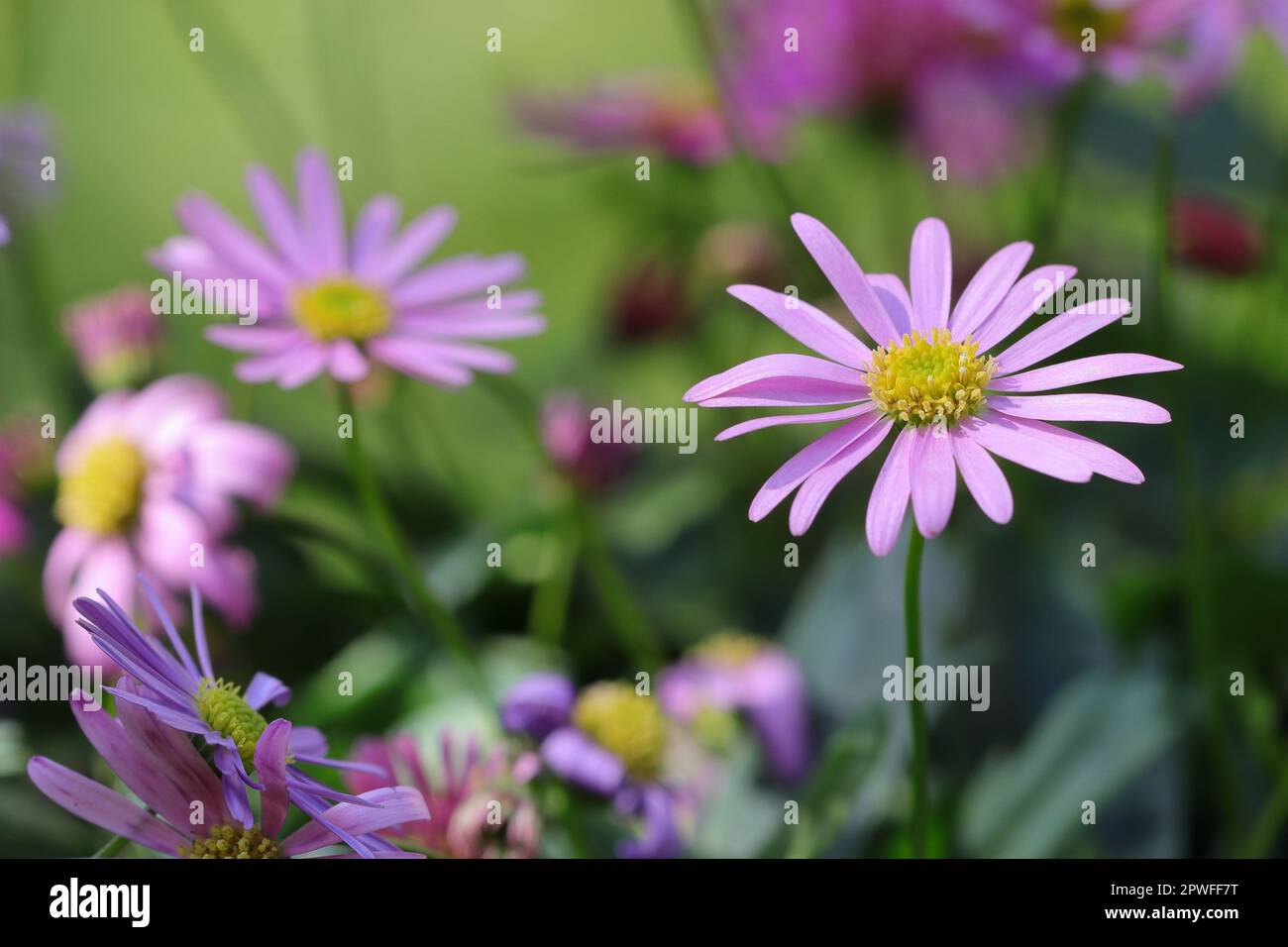close-up of pink australian daisies with selective focus Stock Photo