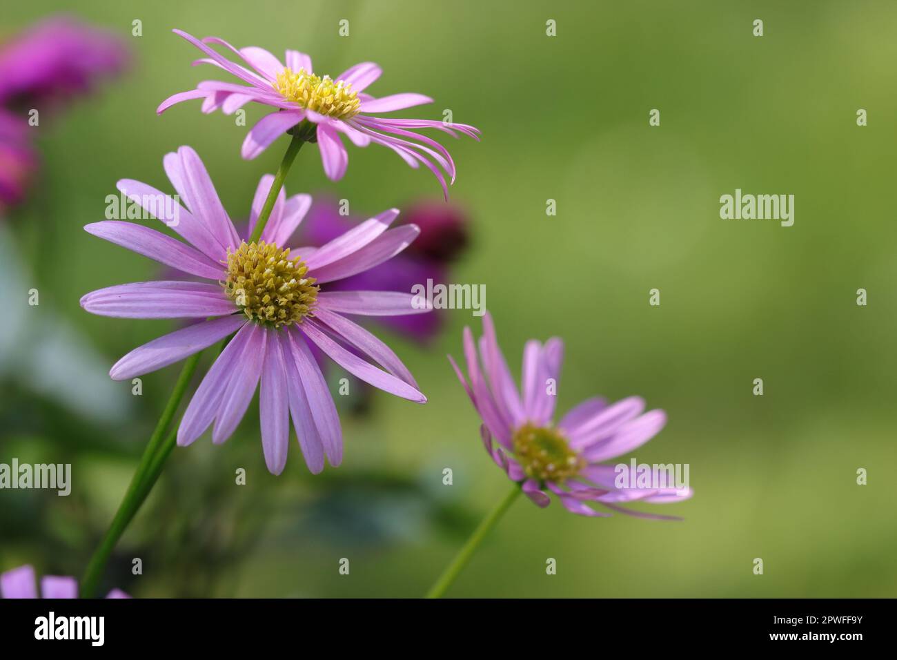 close-up of three beautiful pink brachyscome multifida against a natural blurry background, copy space Stock Photo