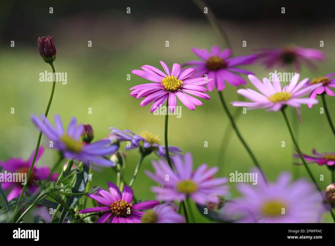 close-up of beautiful australian daisies against a sunlit blurry background Stock Photo
