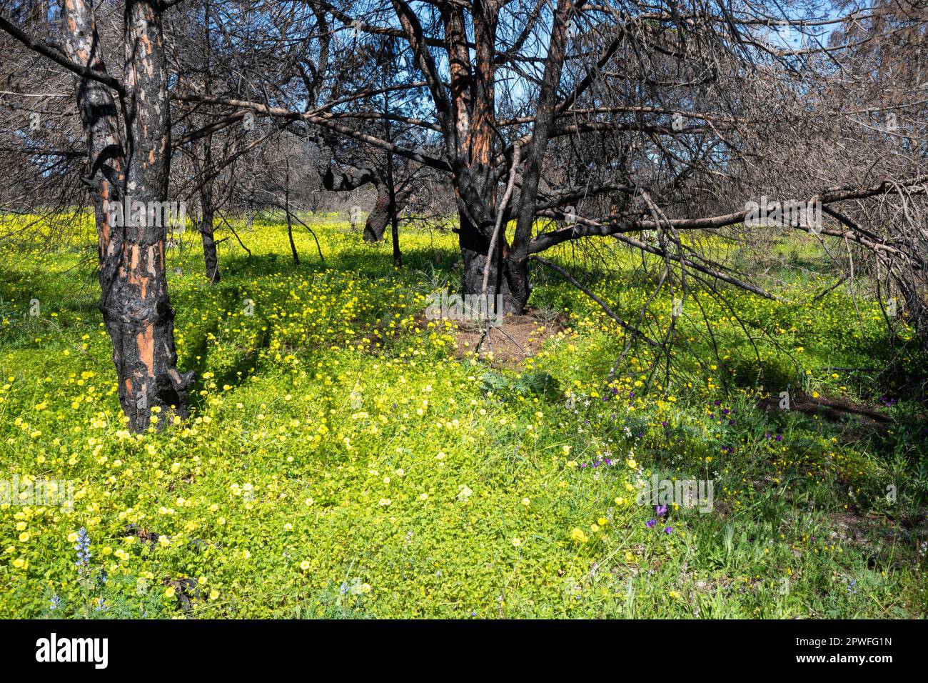 Regrowth of flowers after forest fire. Stock Photo