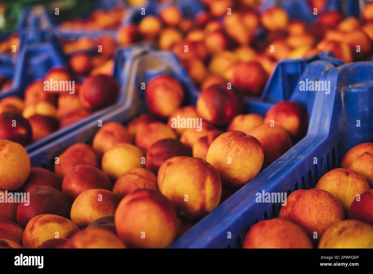 Detail of a large number of fresh nectarines inside of a friut shop Stock Photo