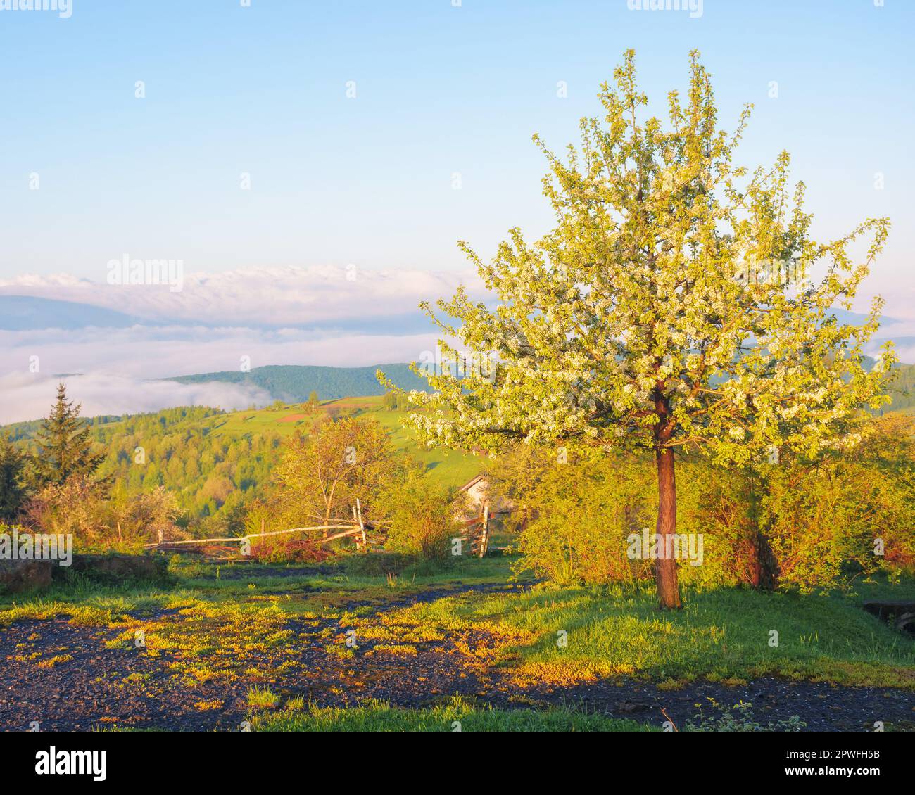 countryside scenenry with apple tree in blossom. rural scenery of carpathian mountains. sunny day with clouds on the sky Stock Photo