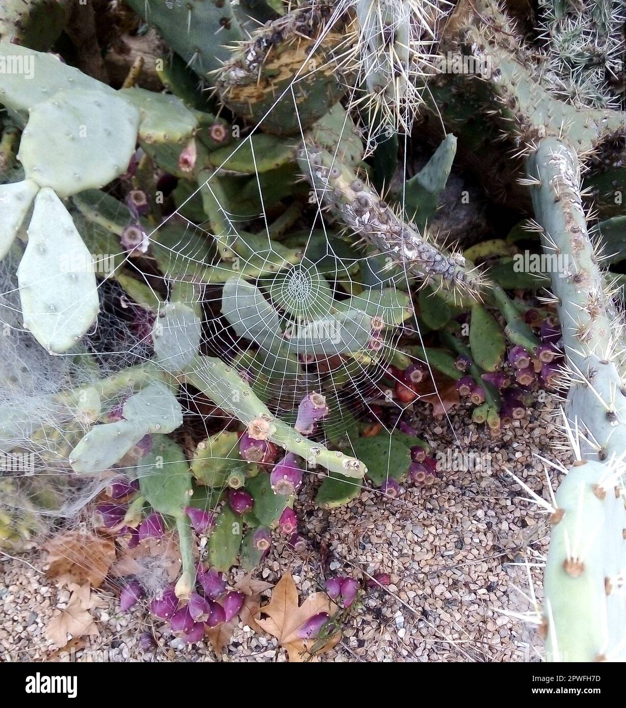 Spider web made between cactus and other plants Stock Photo Alamy