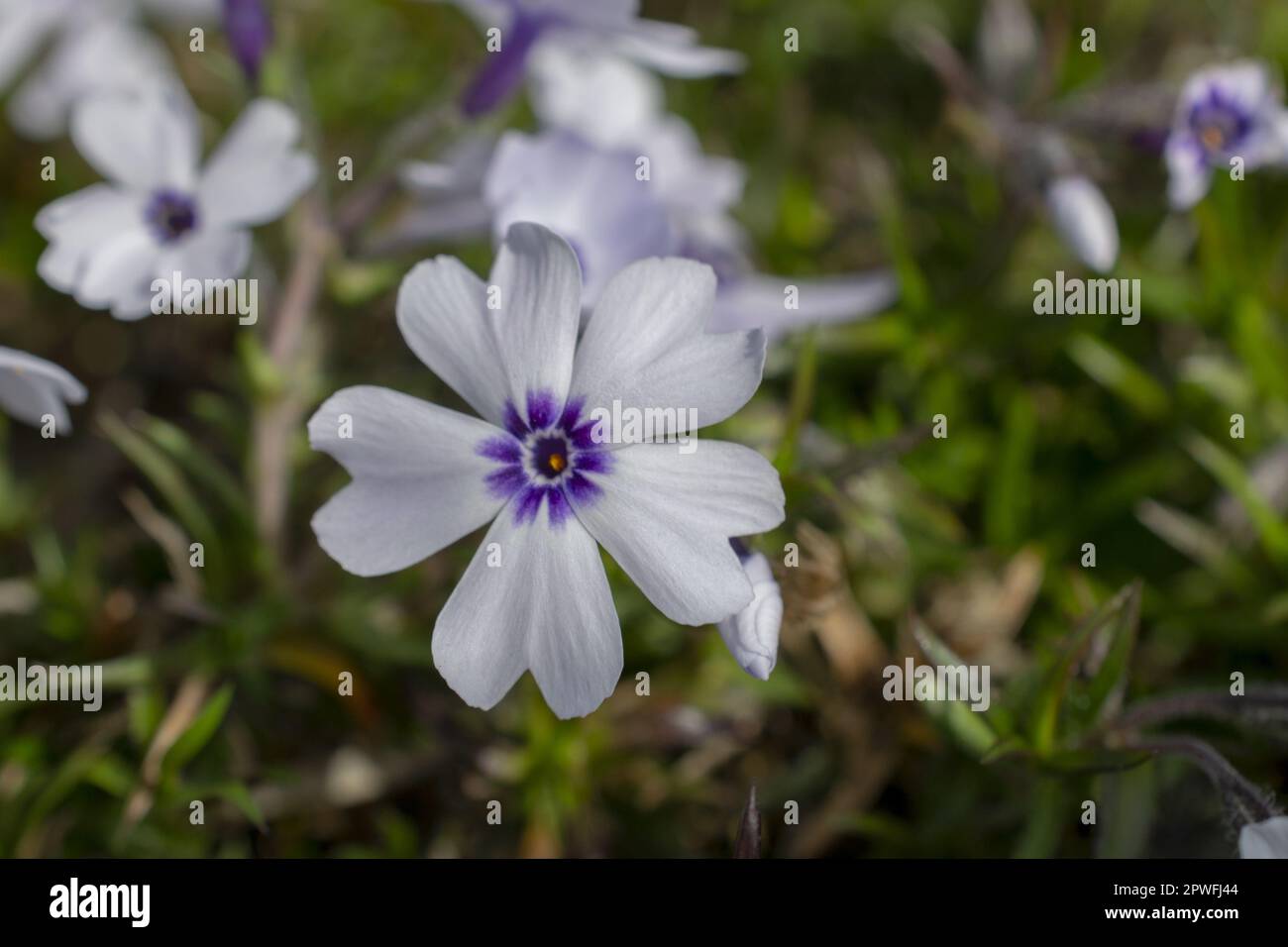 White with a blue eye moss phlox Bavaria. Stock Photo