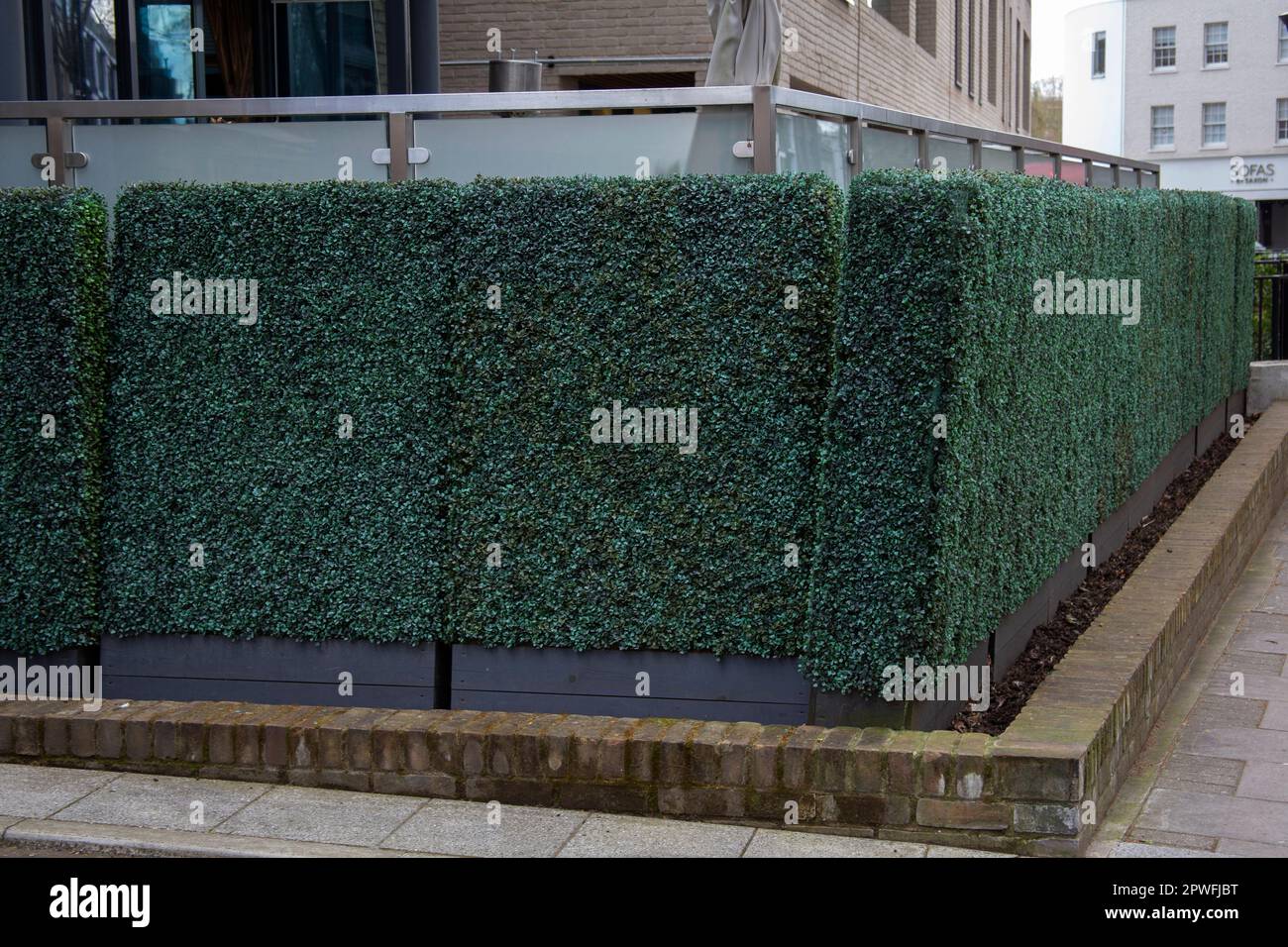 Artificial boxwood hedging outside a building on Chiswick High Road