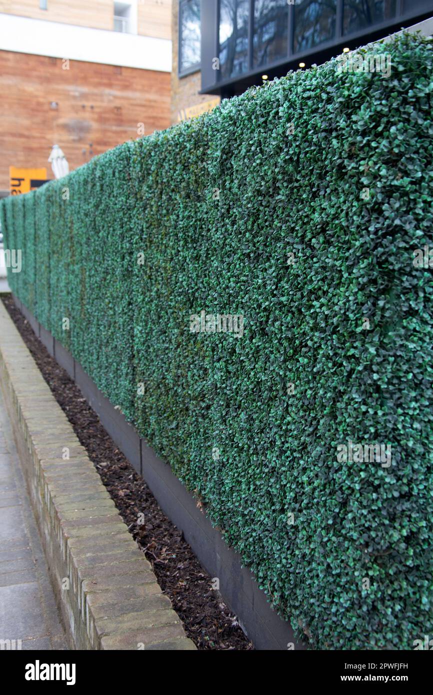 Artificial boxwood hedging outside a building on Chiswick High Road