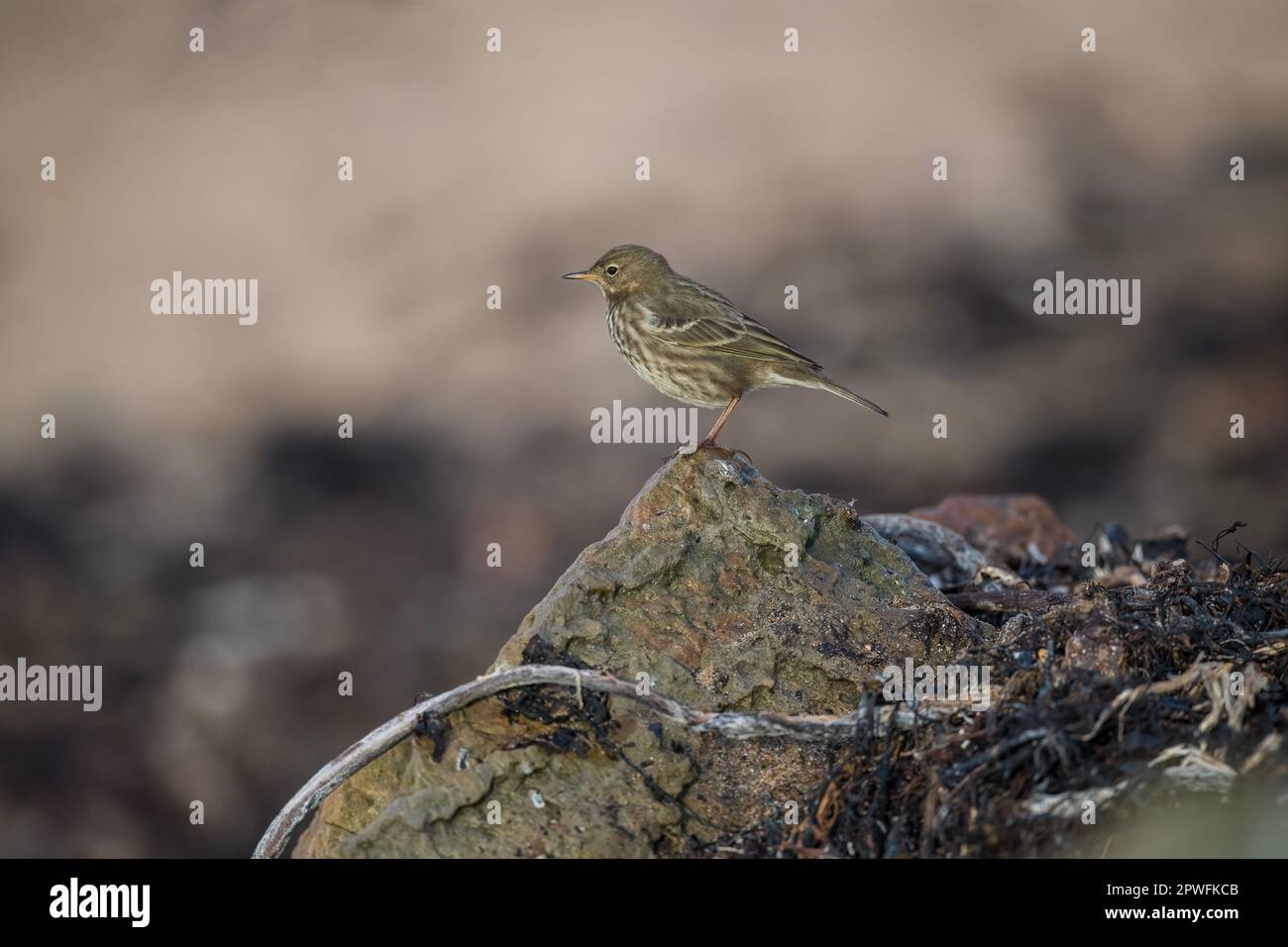 Rock pipit standing on a rock on the beach, close up, in the uk in winter Stock Photo