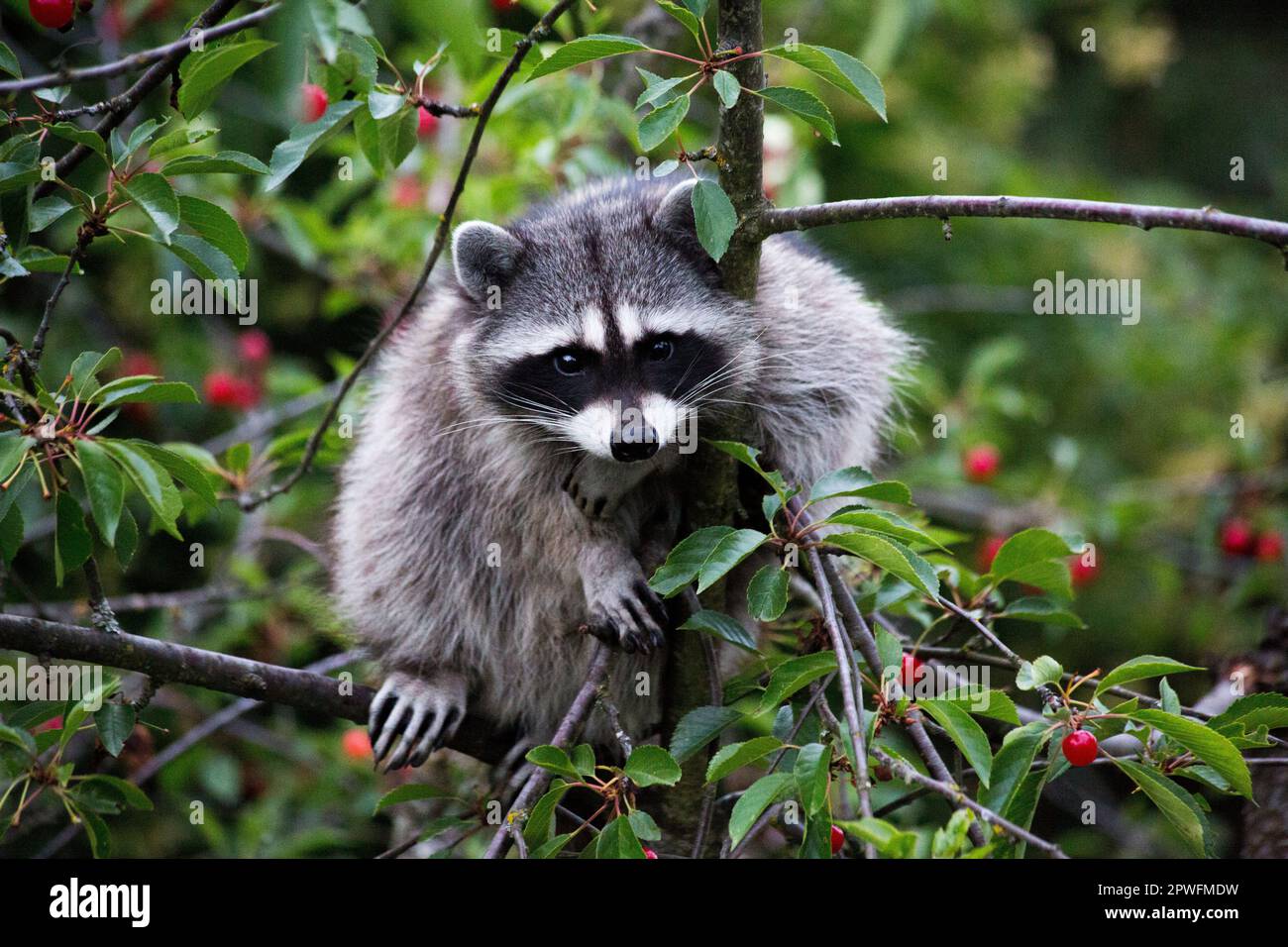 A raccoon / racoon sitting in a berry tree Stock Photo
