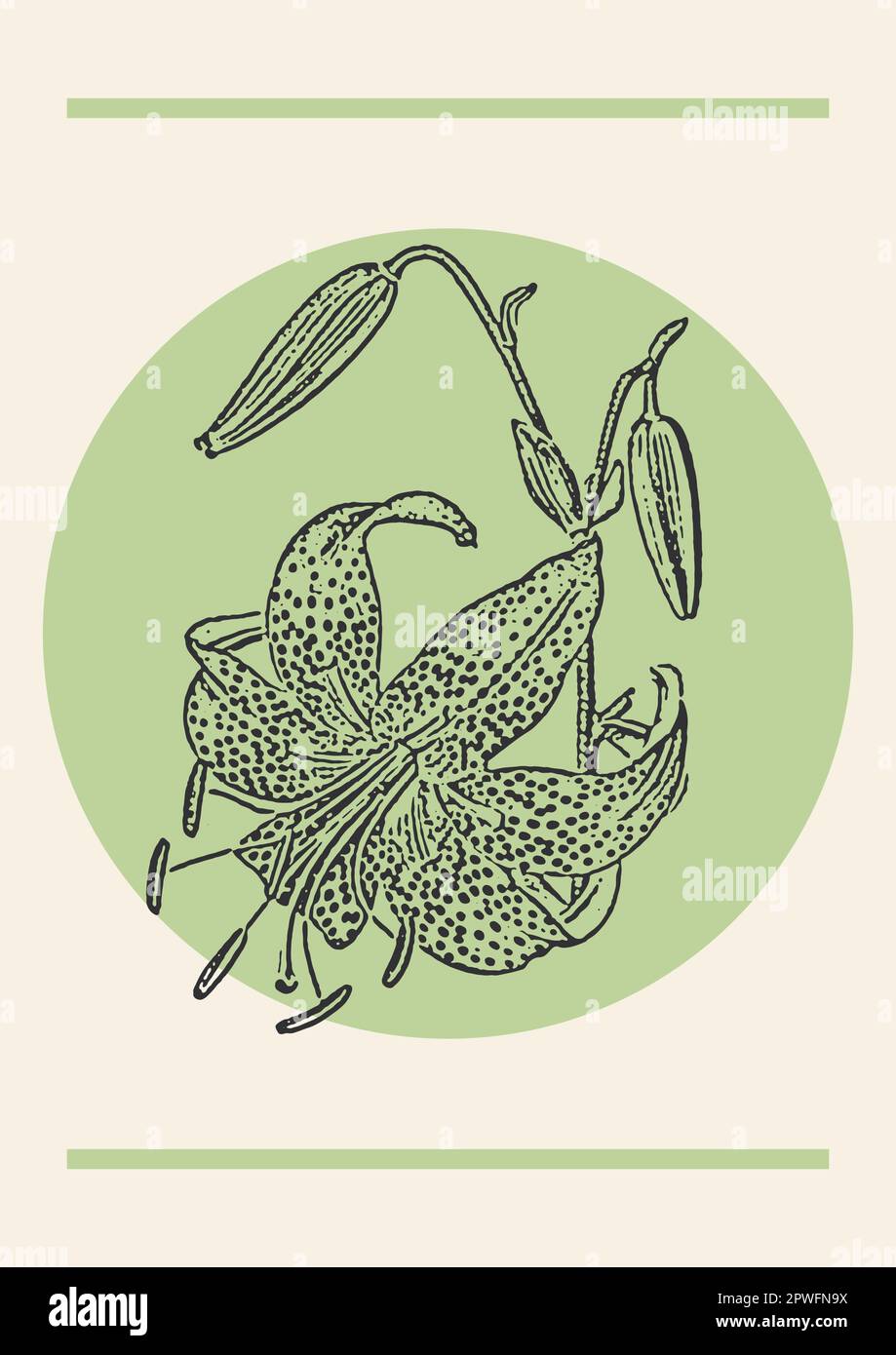 Tiger lily flower sketch illustration poster. Botanical art Stock