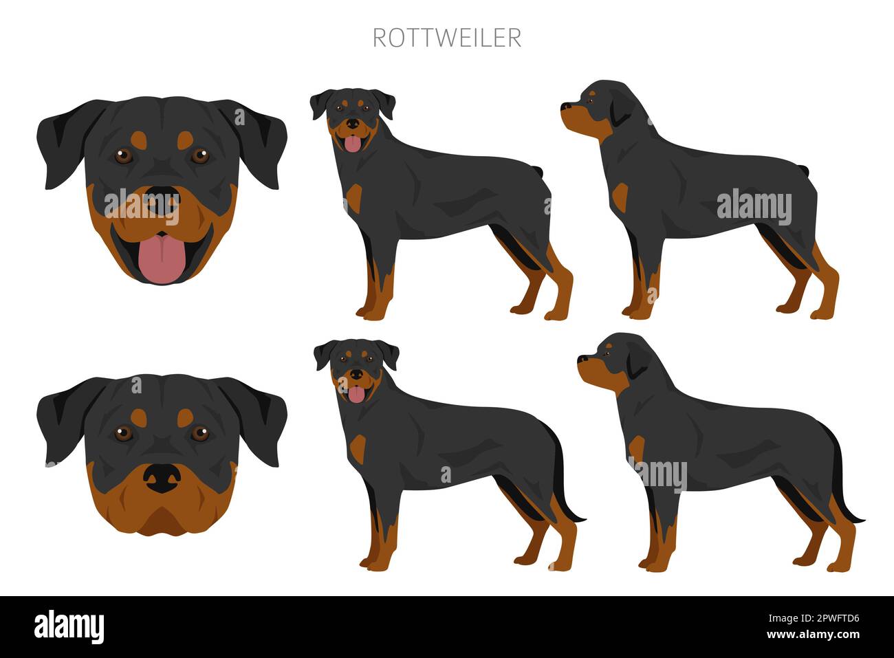 Rottweiler clipart. Different poses, coat colors set. Vector