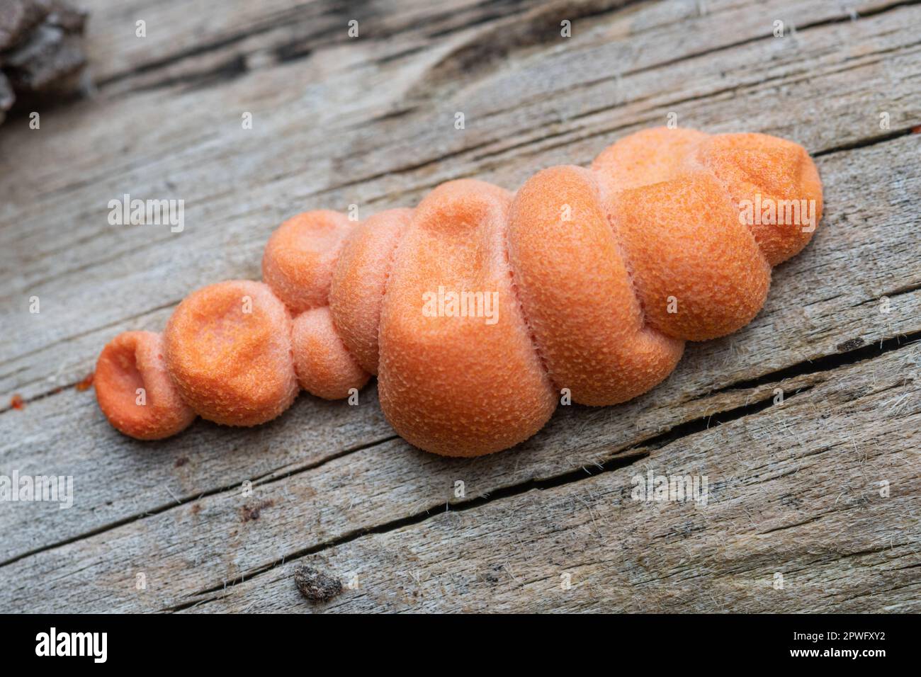 Wolf's Milk (Lycogala epidendrum) slime mould mold on dead wood logs, England, UK, also called groening's slime Stock Photo