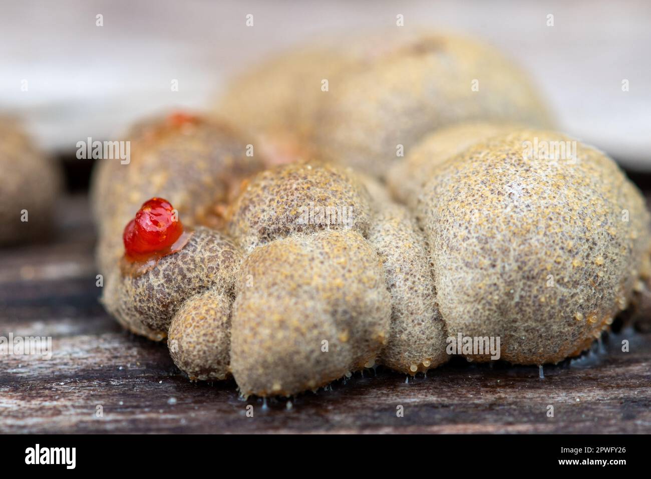 Wolf's Milk (Lycogala epidendrum) slime mould mold on dead wood logs, England, UK, also called groening's slime Stock Photo