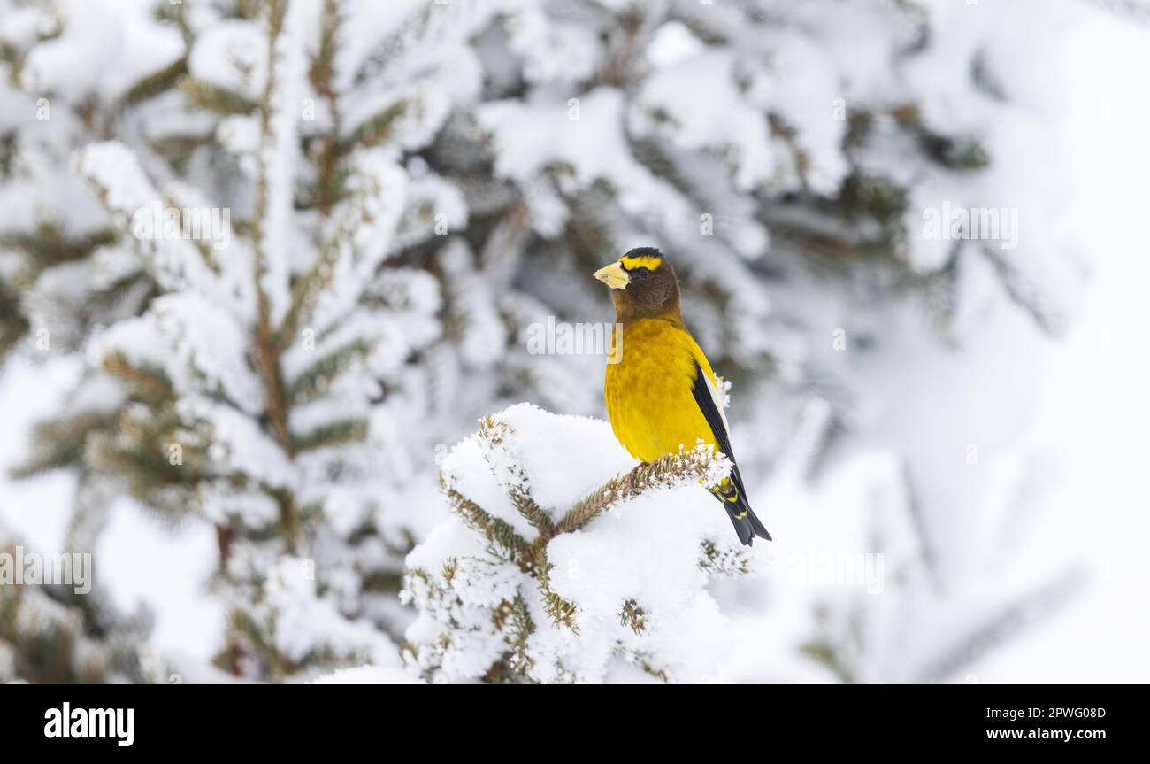 Male evening grosbeak in northern Wisconsin. Stock Photo