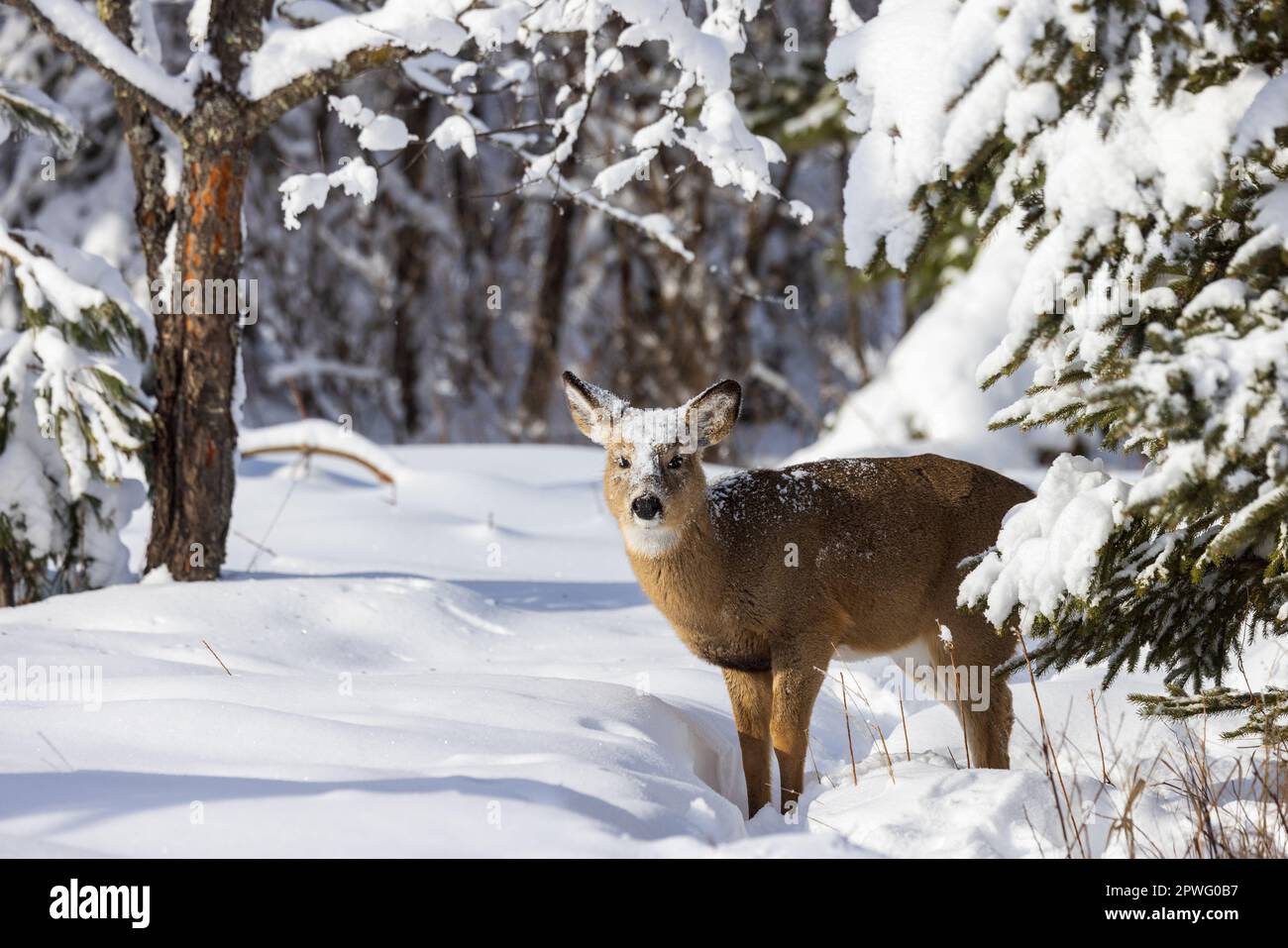 White-tailed fawn with a face full of snow in northern Wisconsin. Stock Photo