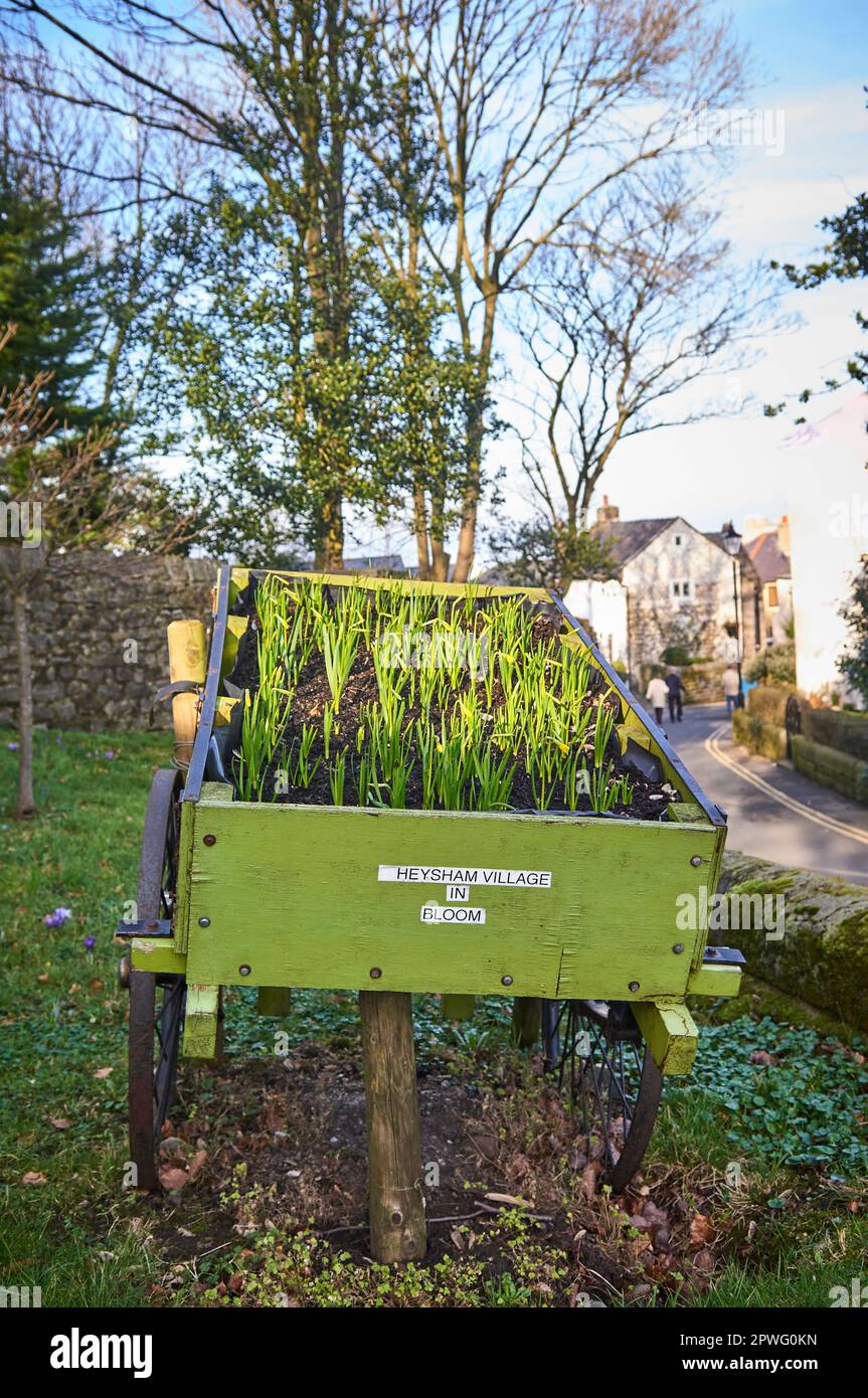 Barrow containing bulbs for planting during  Heysham  in bloom Stock Photo