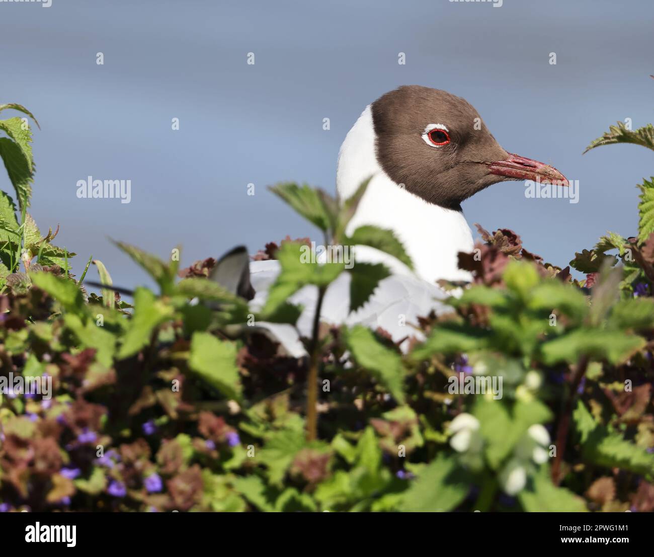 Black Headed Gull incubating eggs in its well hidden nest Stock Photo