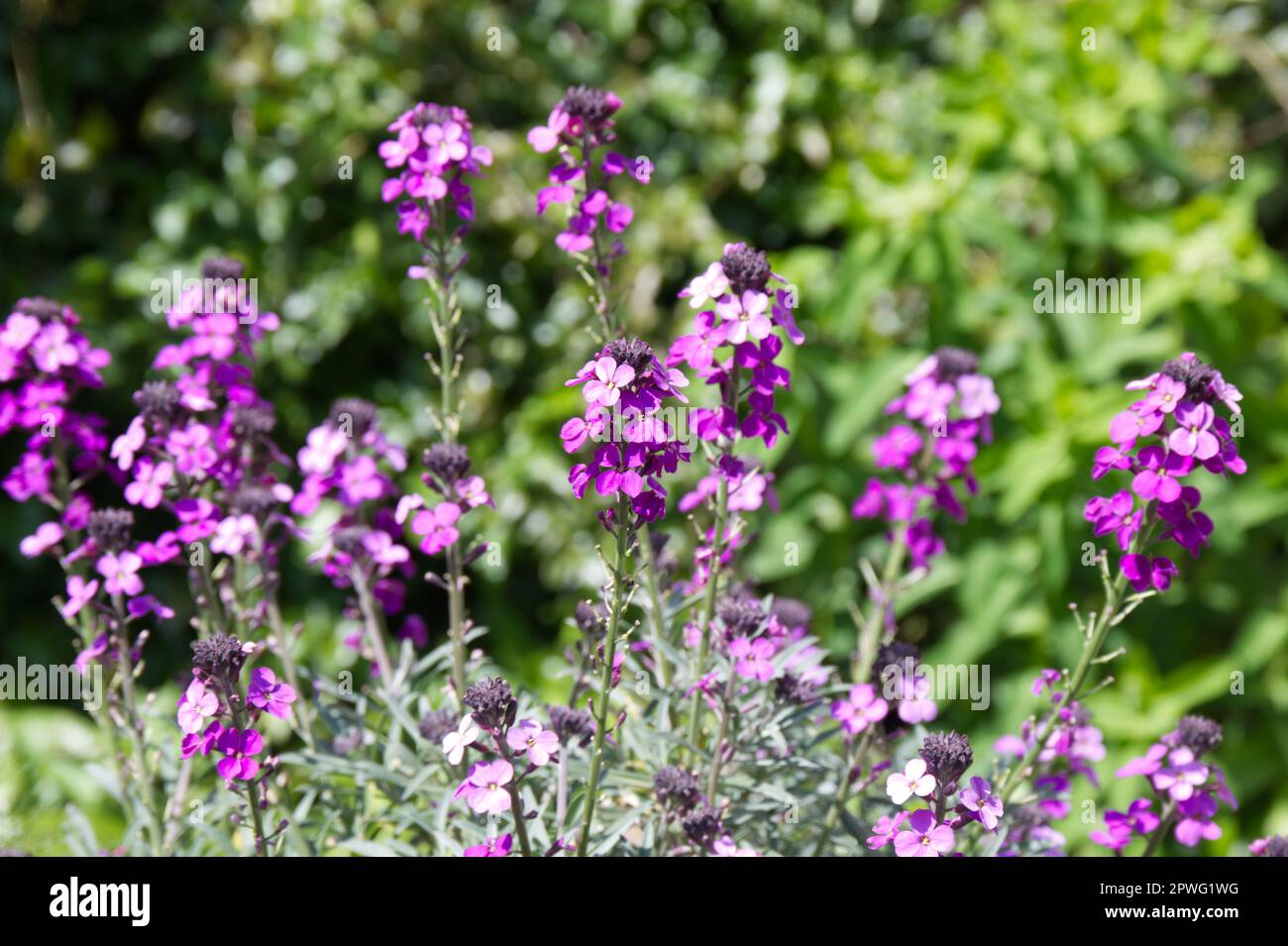 Purple spring flowers of perennial wallflower Erysimum 'Bowles's Mauve' in UK garden April Stock Photo