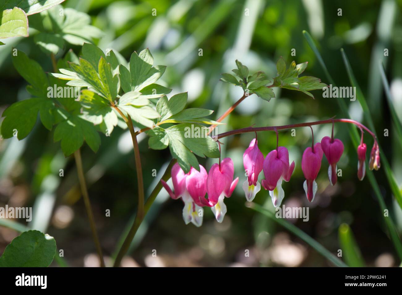 Elegant pink and white flowers of Dicentra spectabilis, also known as Lamprocapnos spectabilis or Bleeding Heart, in UK garden April Stock Photo