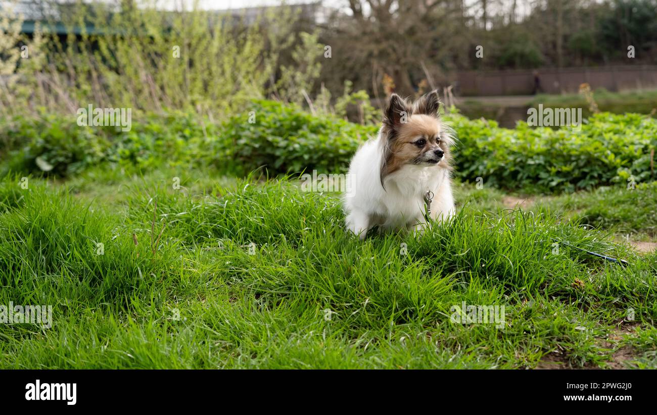 A happy dog plays in a lush green field, enjoying the sunshine and fresh air as they explore their home Stock Photo