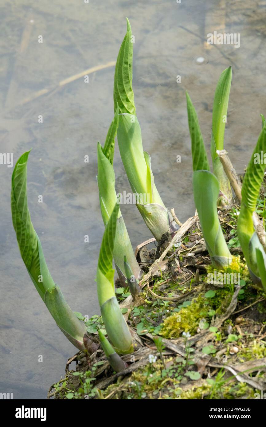 Plantain Lily, Shoots, Hosta, Sprouting, Growing, Shore, Water, Bank Stock Photo